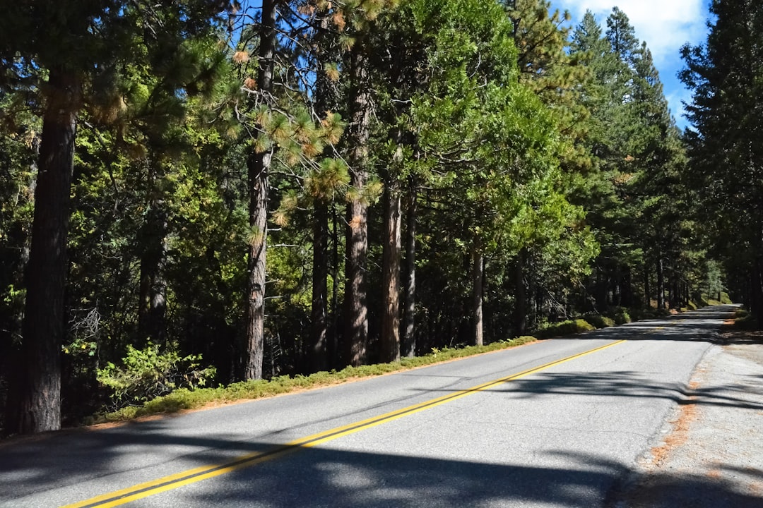 gray concrete road in between green trees during daytime