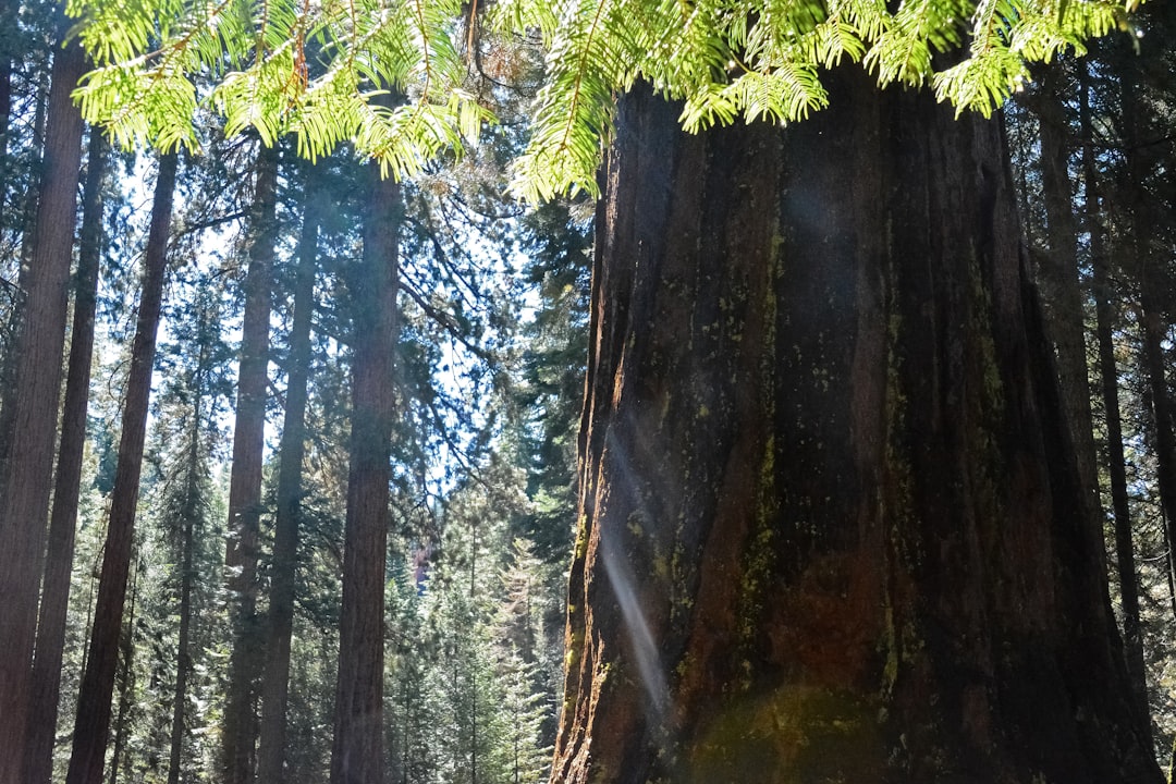 green moss on brown tree trunk