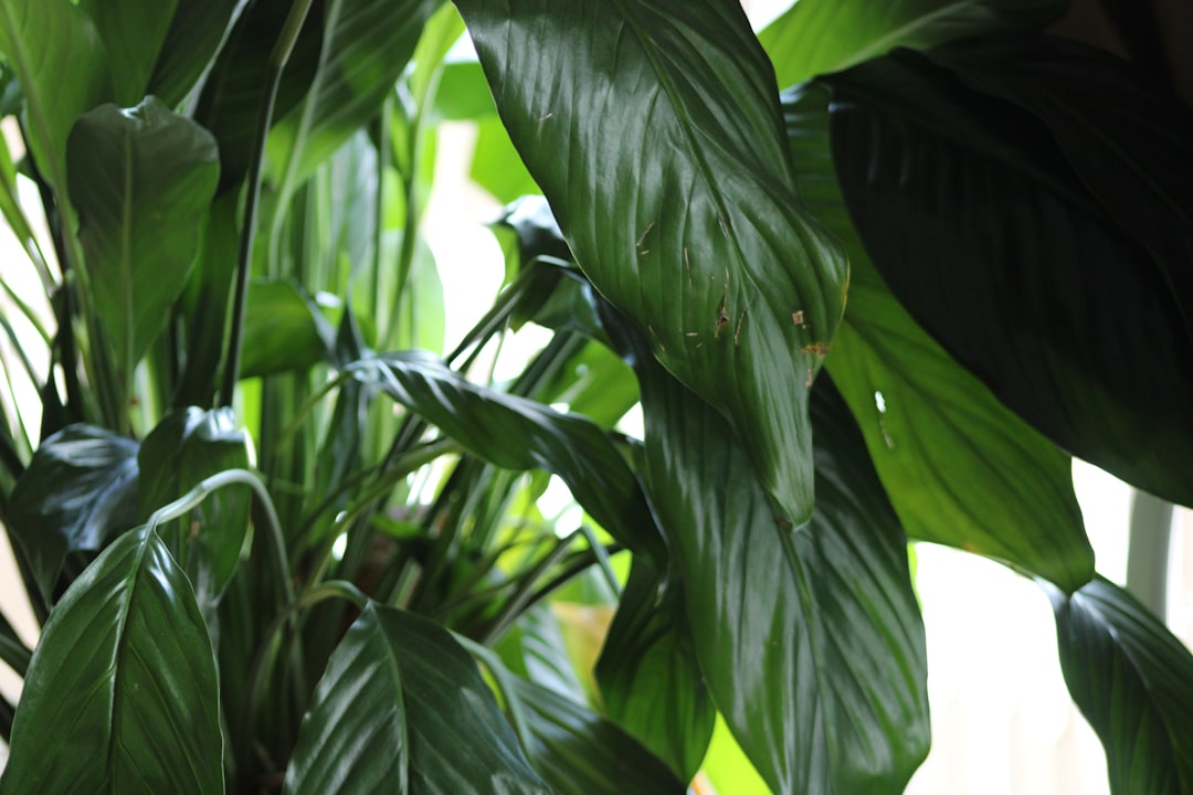 green banana tree during daytime