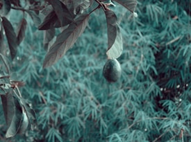 A single avocado is hanging from a branch amidst lush foliage, with leaves surrounding it in a natural setting. The background is densely filled with blurred green leaves, providing a sense of depth and nature.