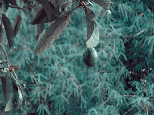 A single avocado is hanging from a branch amidst lush foliage, with leaves surrounding it in a natural setting. The background is densely filled with blurred green leaves, providing a sense of depth and nature.