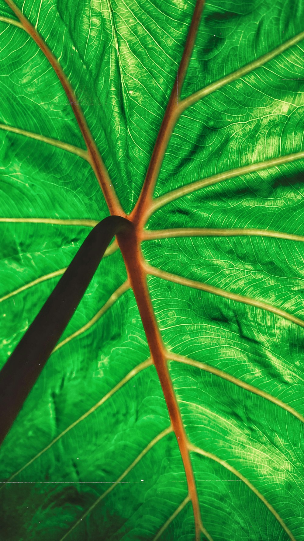 green and yellow leaf plant