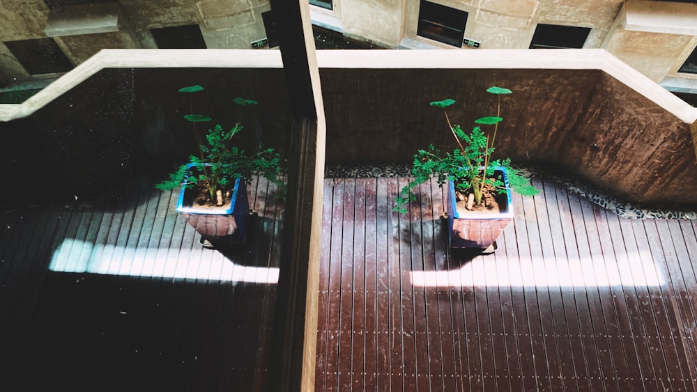 green potted plant on brown wooden floor