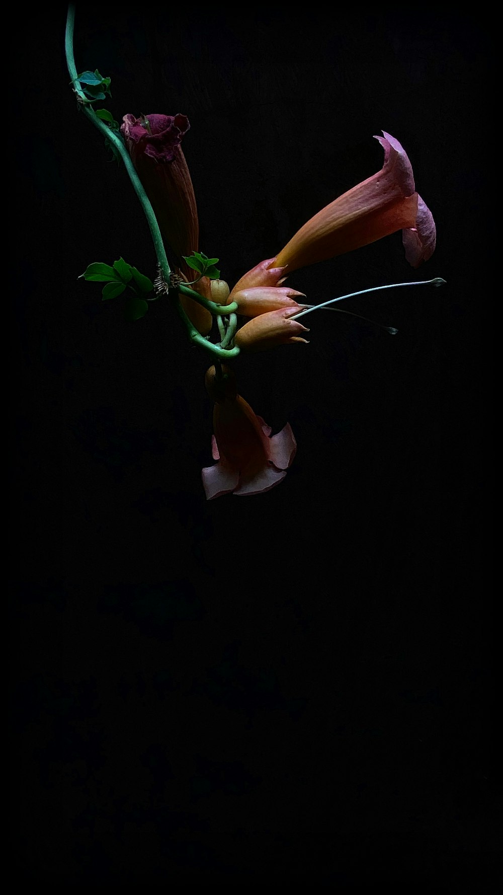 pink and white flower with green leaves