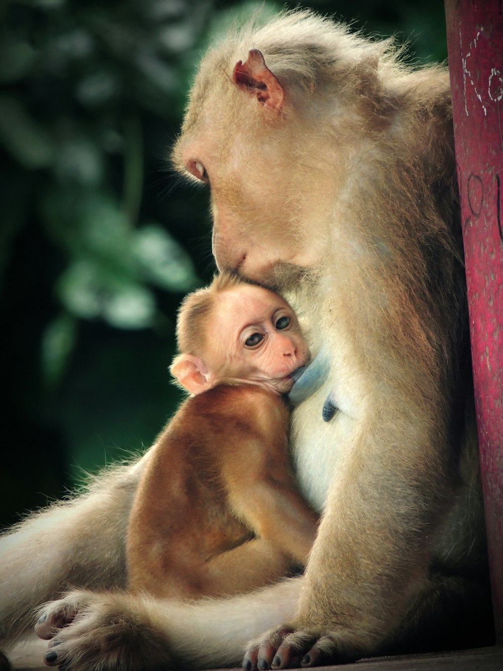 brown monkey holding baby monkey