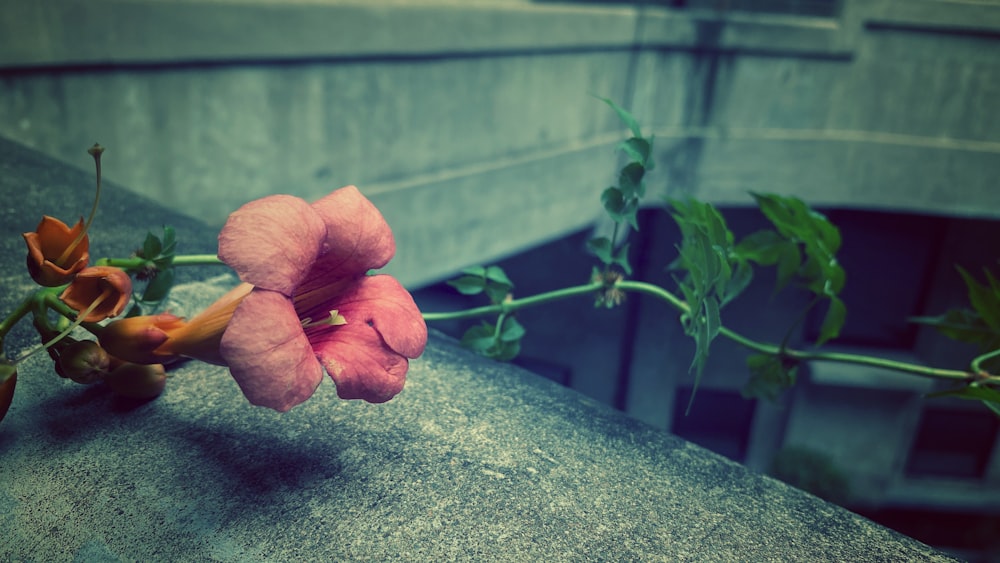 pink flower on green concrete surface