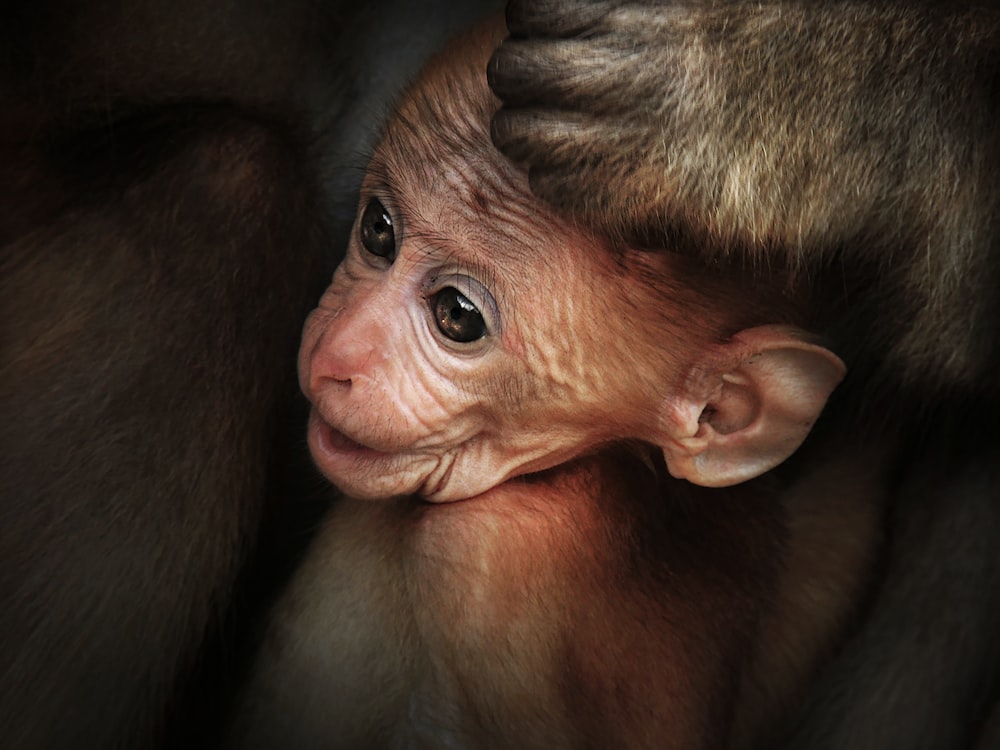 brown monkey lying on brown wooden surface