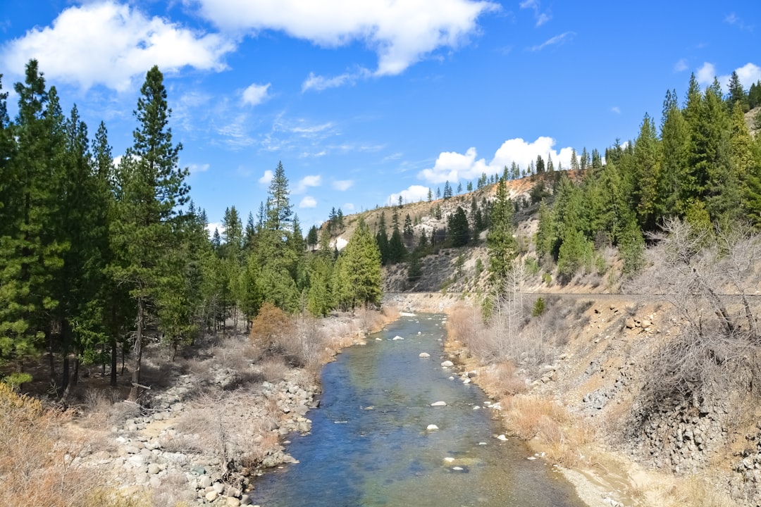 green pine trees near river under blue sky during daytime