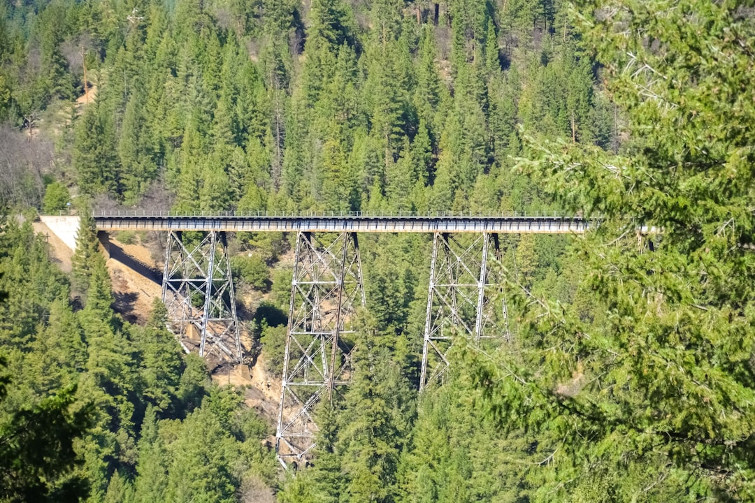 gray metal bridge over green trees during daytime