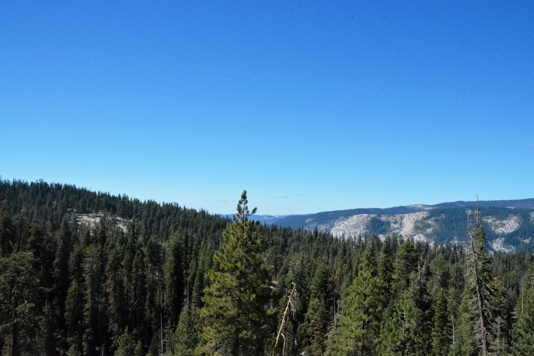 green pine trees under blue sky during daytime