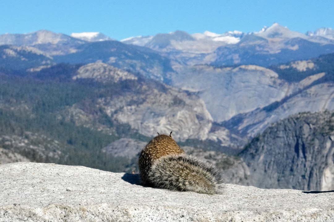 brown and black leopard on white rock