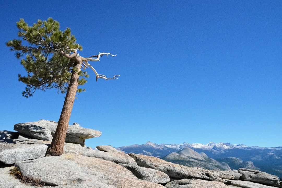 brown tree on rocky mountain during daytime