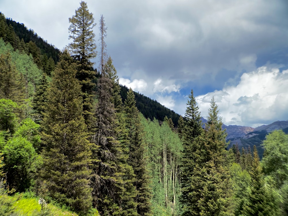 green pine trees under white clouds and blue sky during daytime