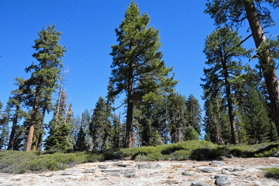 green pine trees under blue sky during daytime