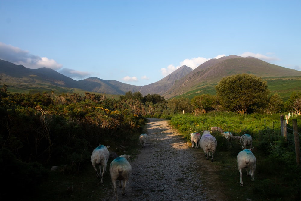 herd of sheep on dirt road during daytime