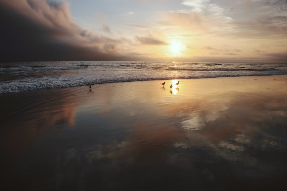 people on beach during sunset