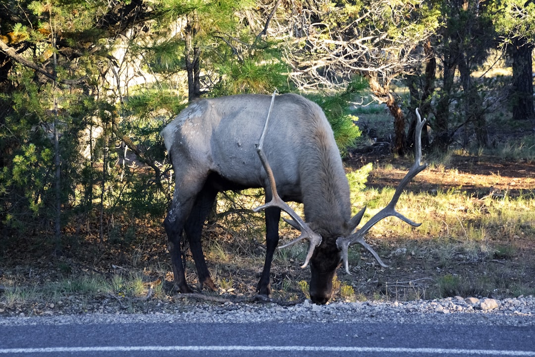 gray and white animal on gray asphalt road during daytime