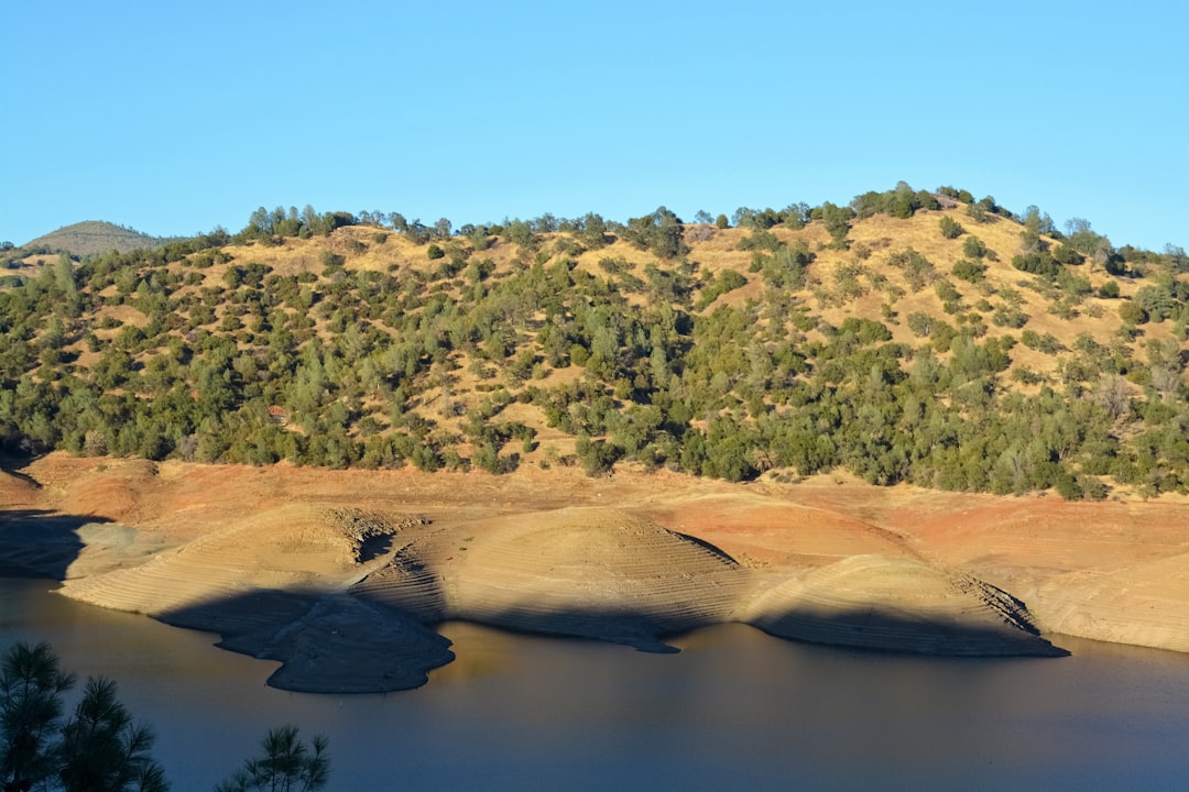 green trees near lake during daytime