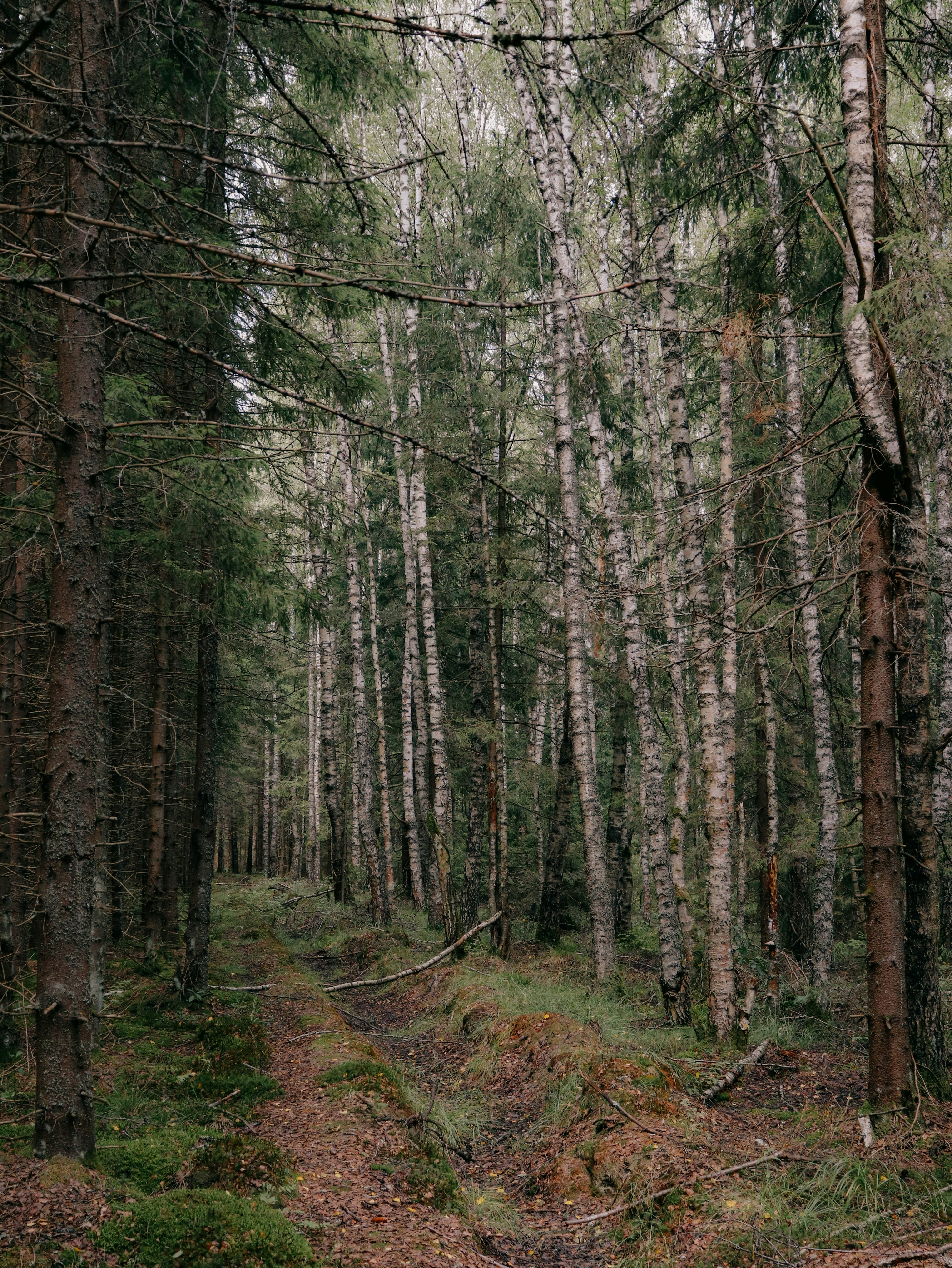 The Ultimate Guide to Forest Retreats