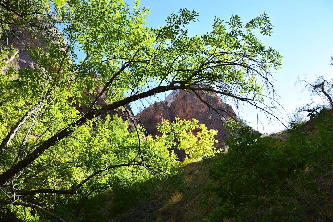 green tree near brown rock mountain during daytime