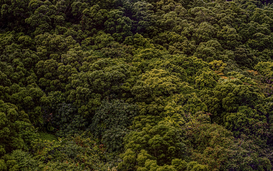 green trees on hill during daytime