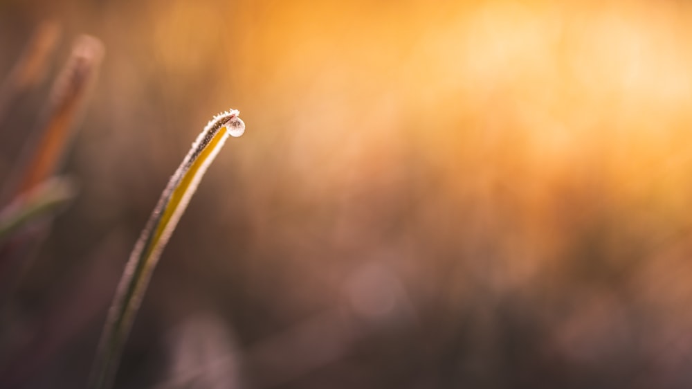 water dew on green plant