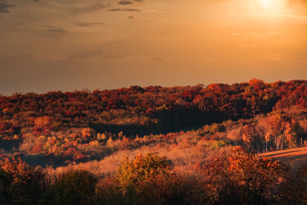 brown and green trees under white clouds during daytime