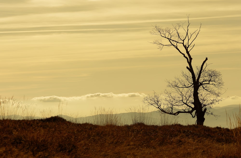 leafless tree on brown grass field during daytime