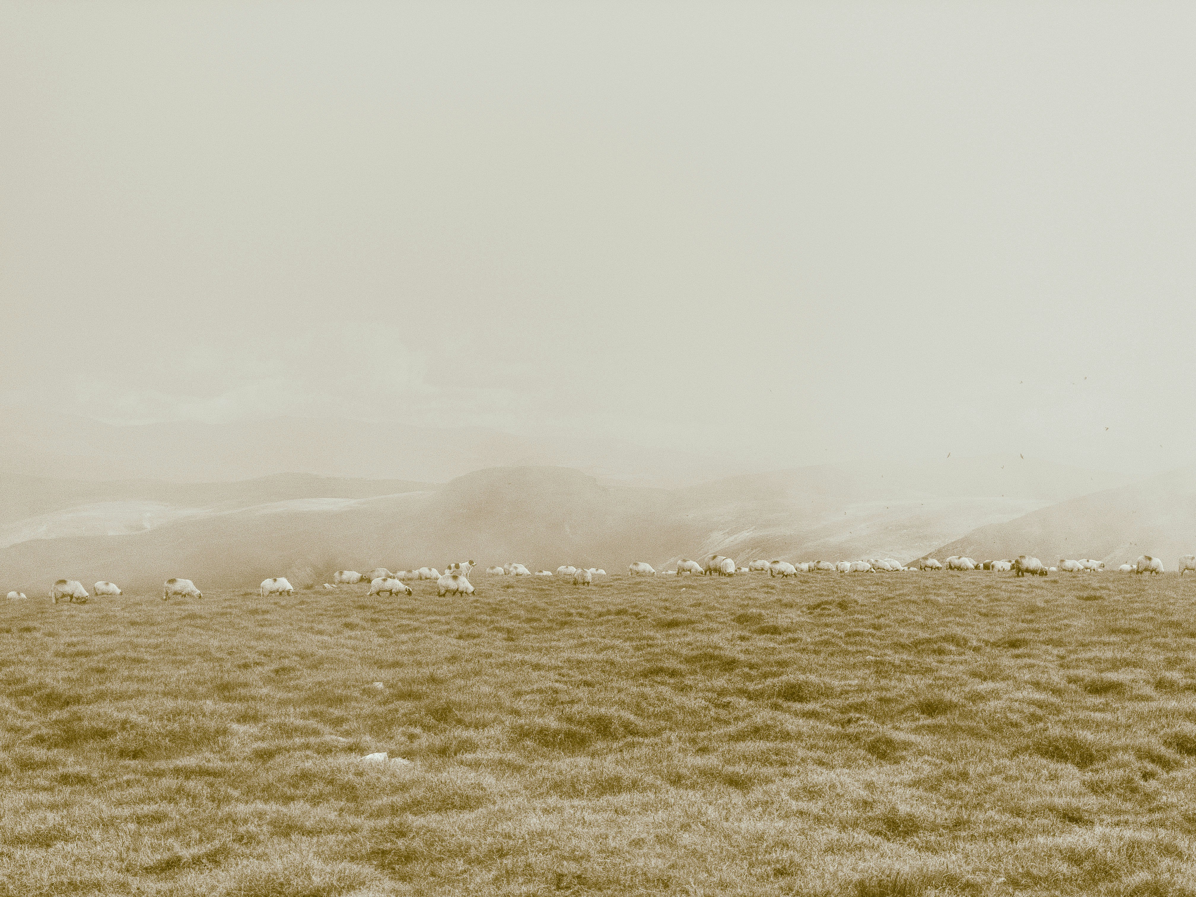 Photo by illes_cristi