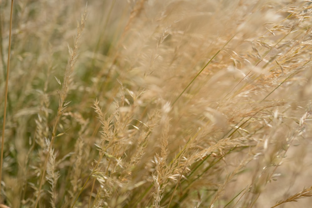 brown wheat field during daytime