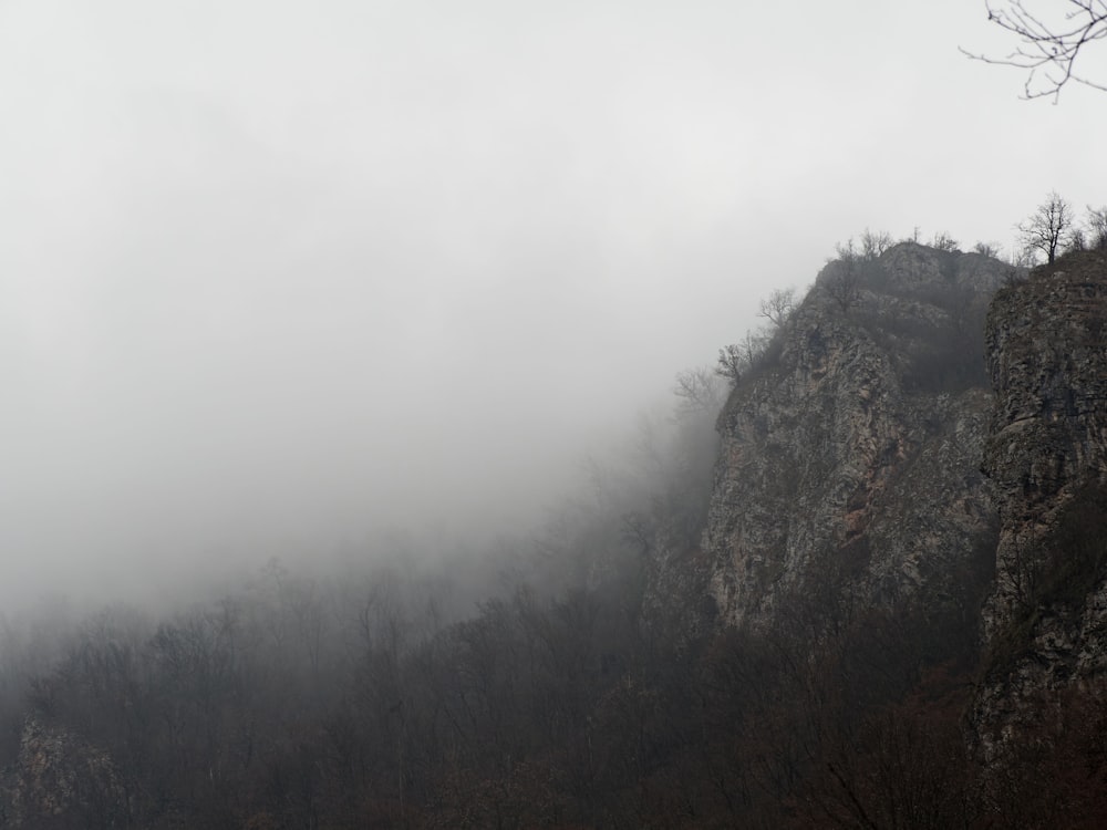 green trees on mountain during foggy day