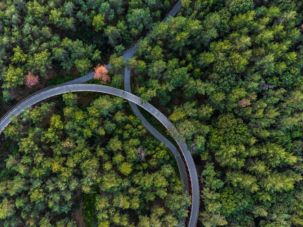 green trees and brown arch