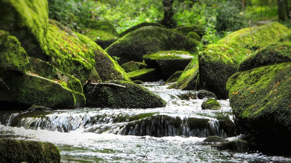 green moss on rock formation