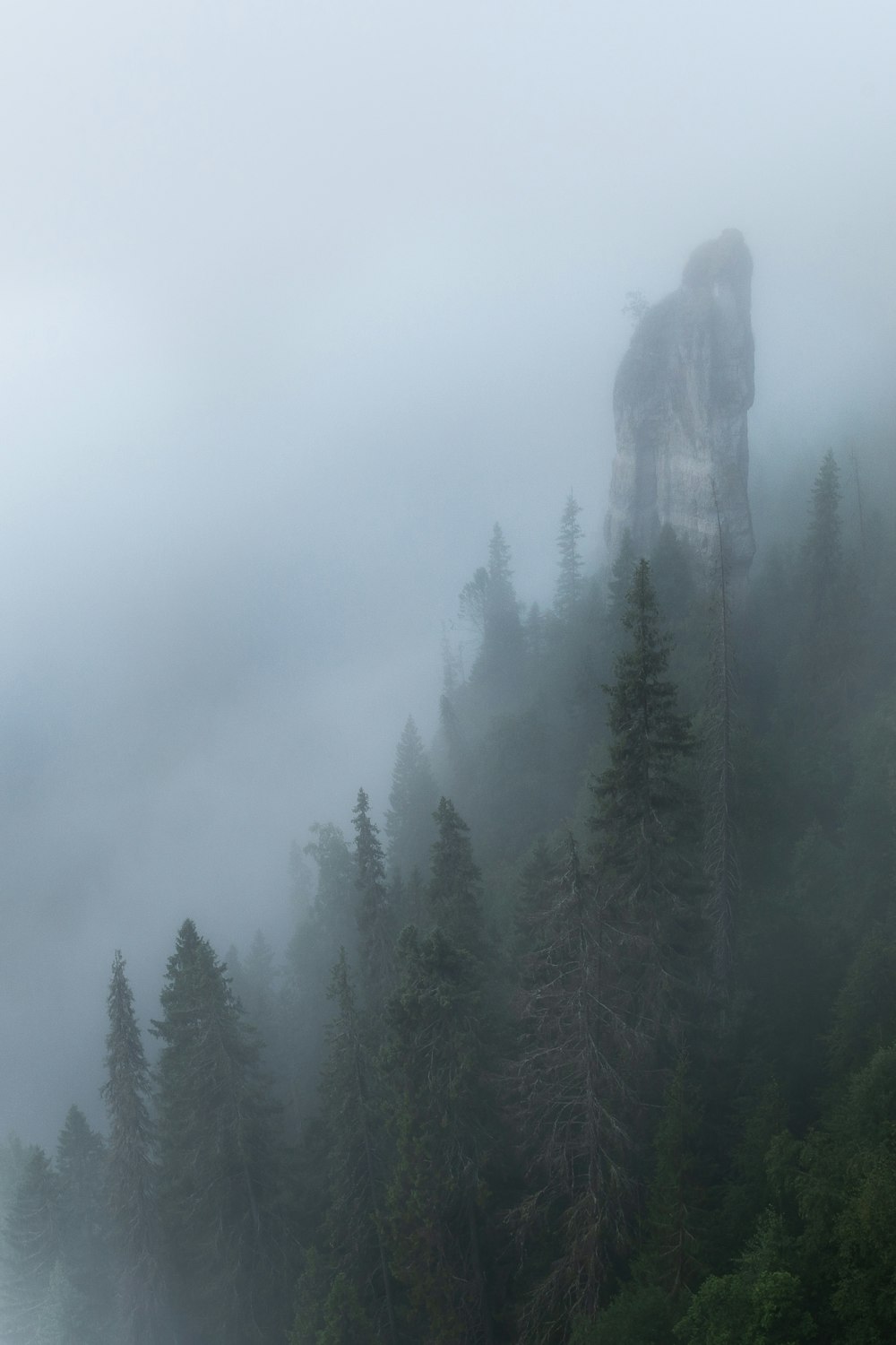 green pine trees covered with fog