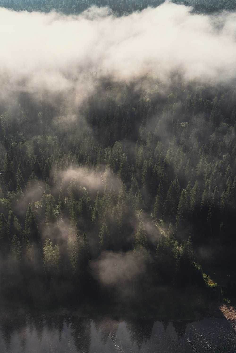 green trees covered with fog