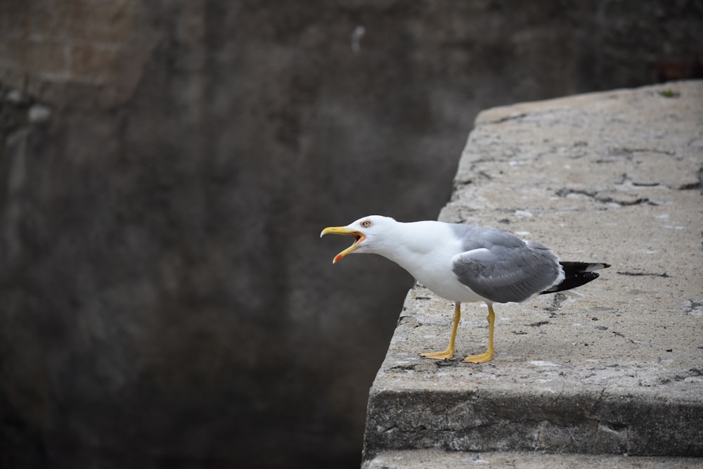 white and gray bird on gray concrete stone