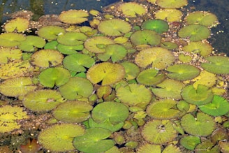 A pond filled with an abundance of green lily pads, some with brown edges, floating on the water's surface. The water is slightly murky, with small debris interspersed between the lily pads.