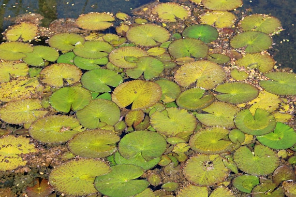 A pond filled with an abundance of green lily pads, some with brown edges, floating on the water's surface. The water is slightly murky, with small debris interspersed between the lily pads.