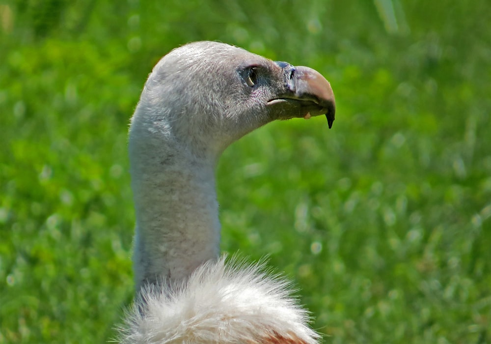 uccello bianco e marrone su erba verde durante il giorno