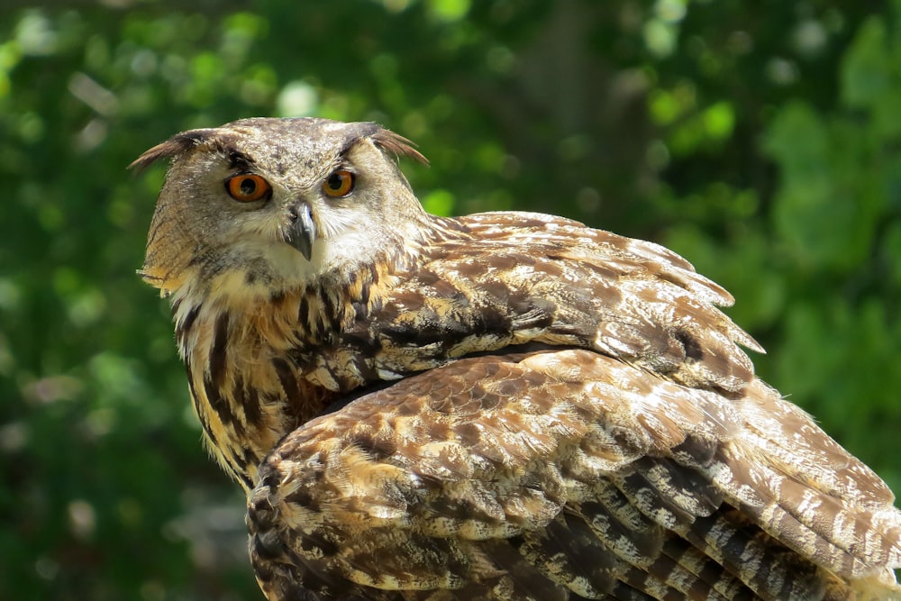 brown and white owl in close up photography during daytime