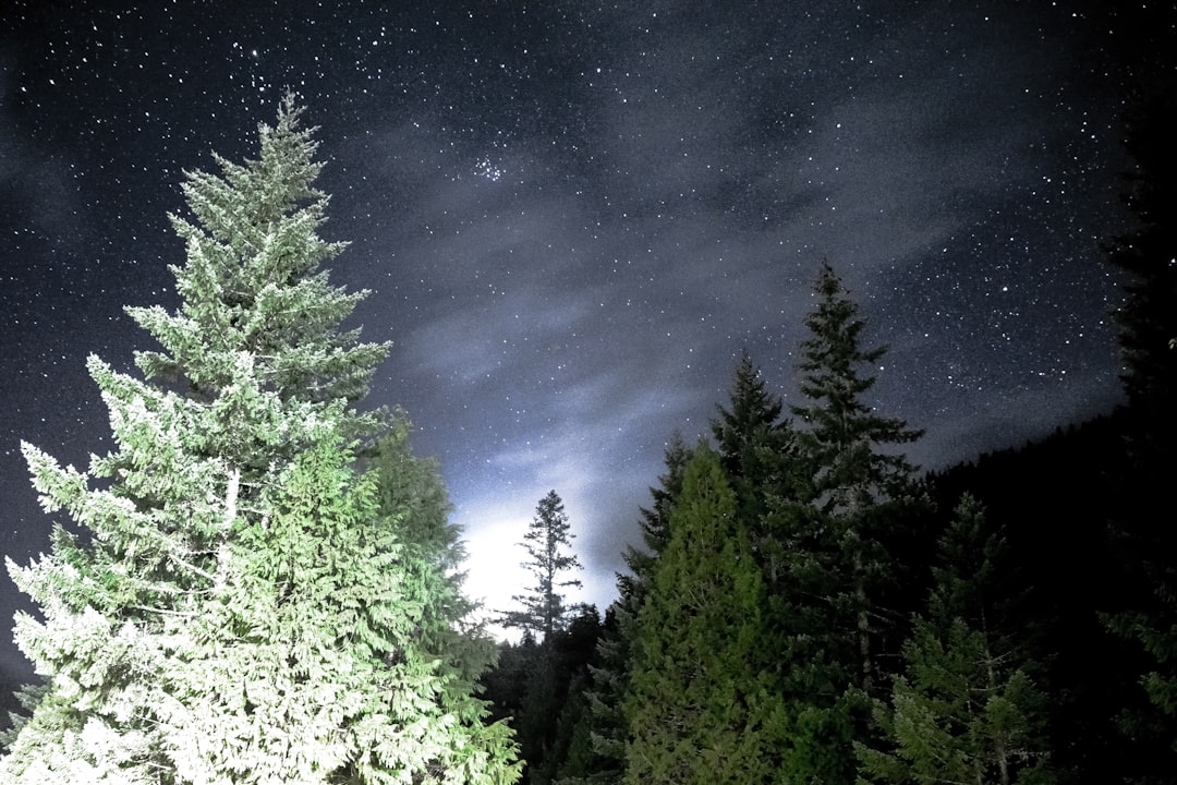 green trees under blue sky during night time