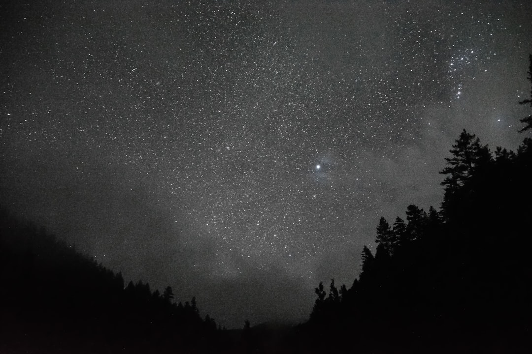 silhouette of trees under starry night