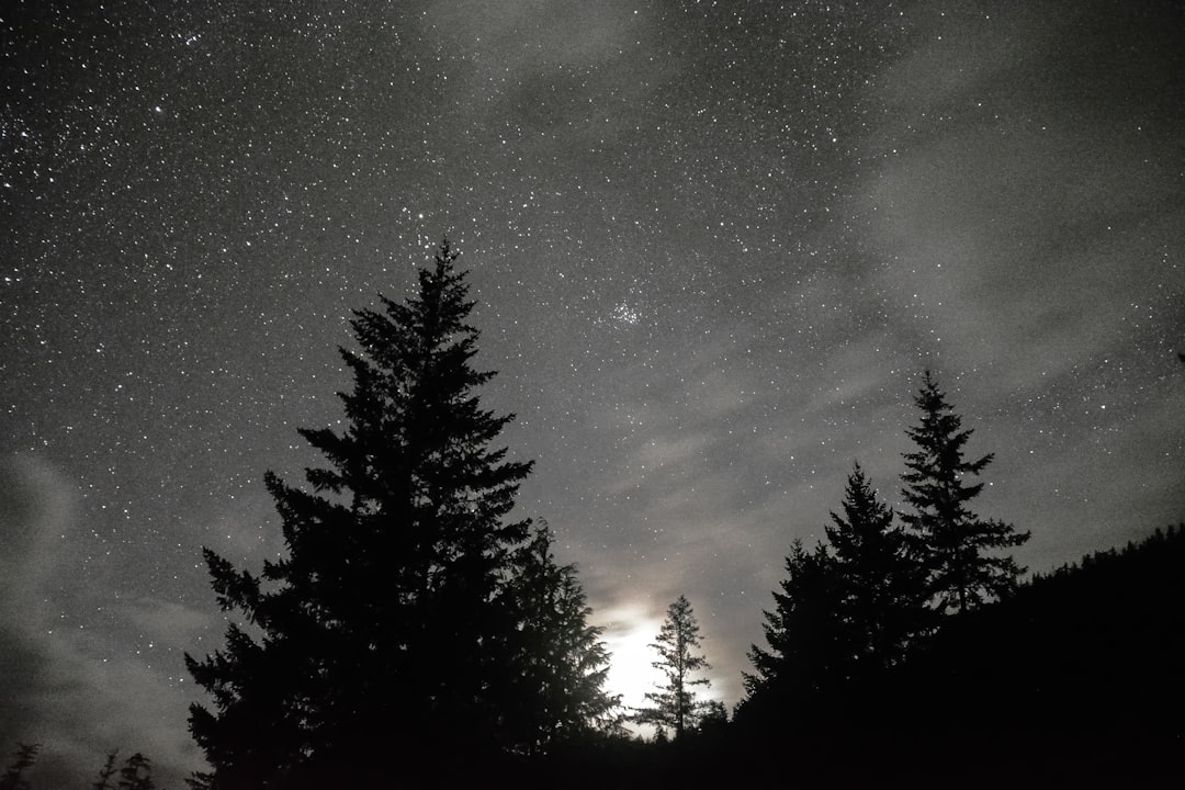 silhouette of trees under starry night