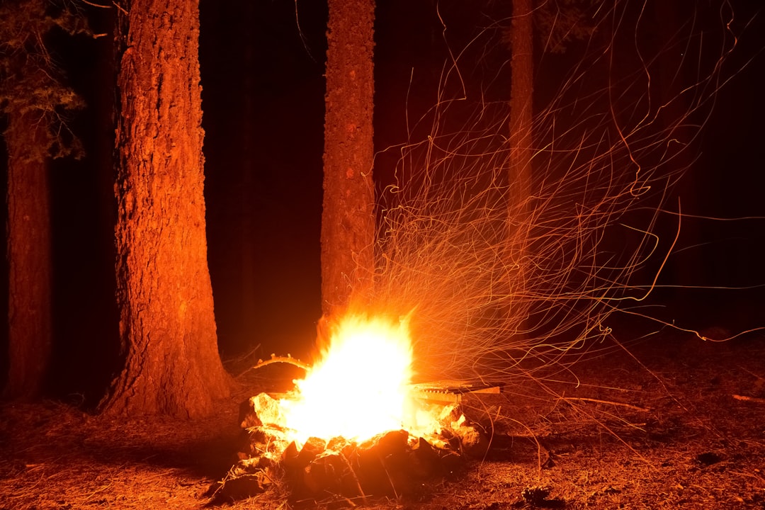 bonfire in the woods during daytime