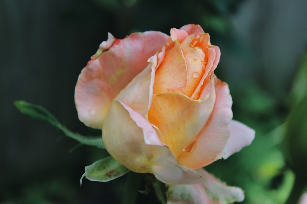 pink and yellow rose in bloom