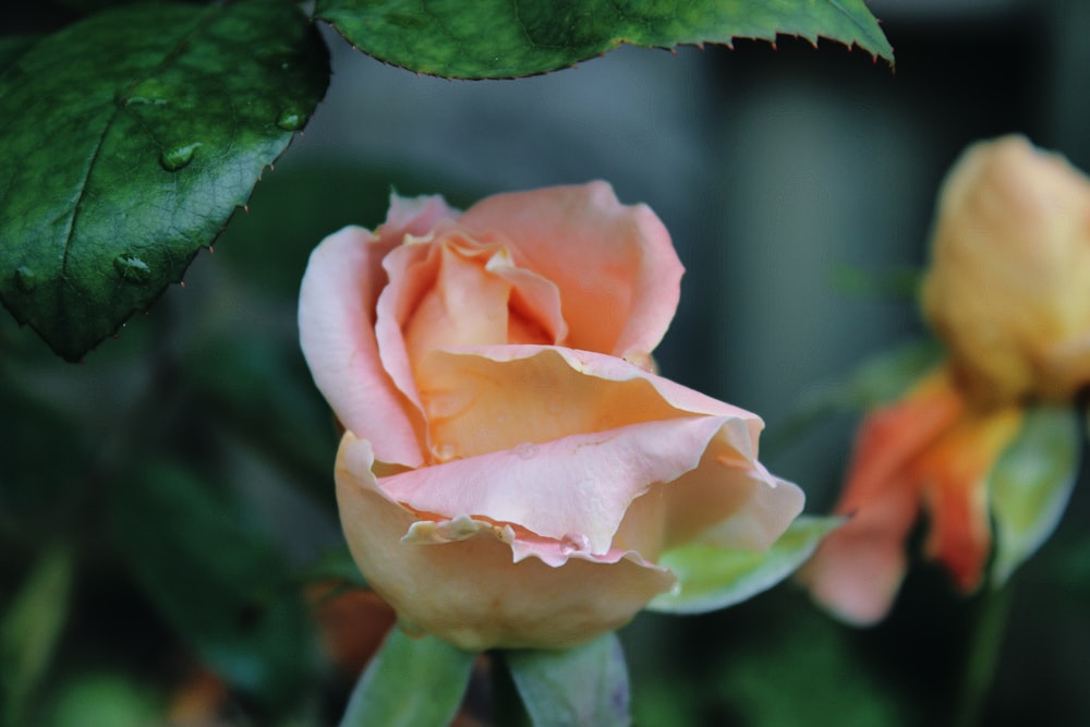 pink rose in bloom during daytime