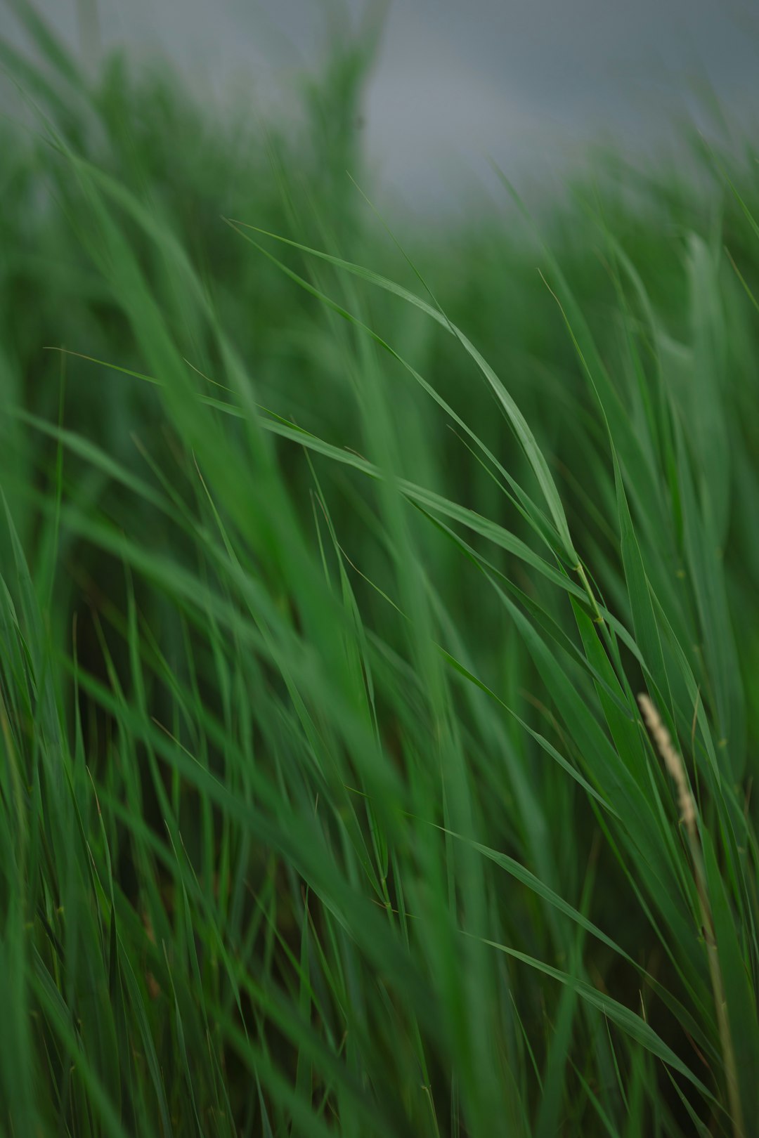 green grass field during daytime