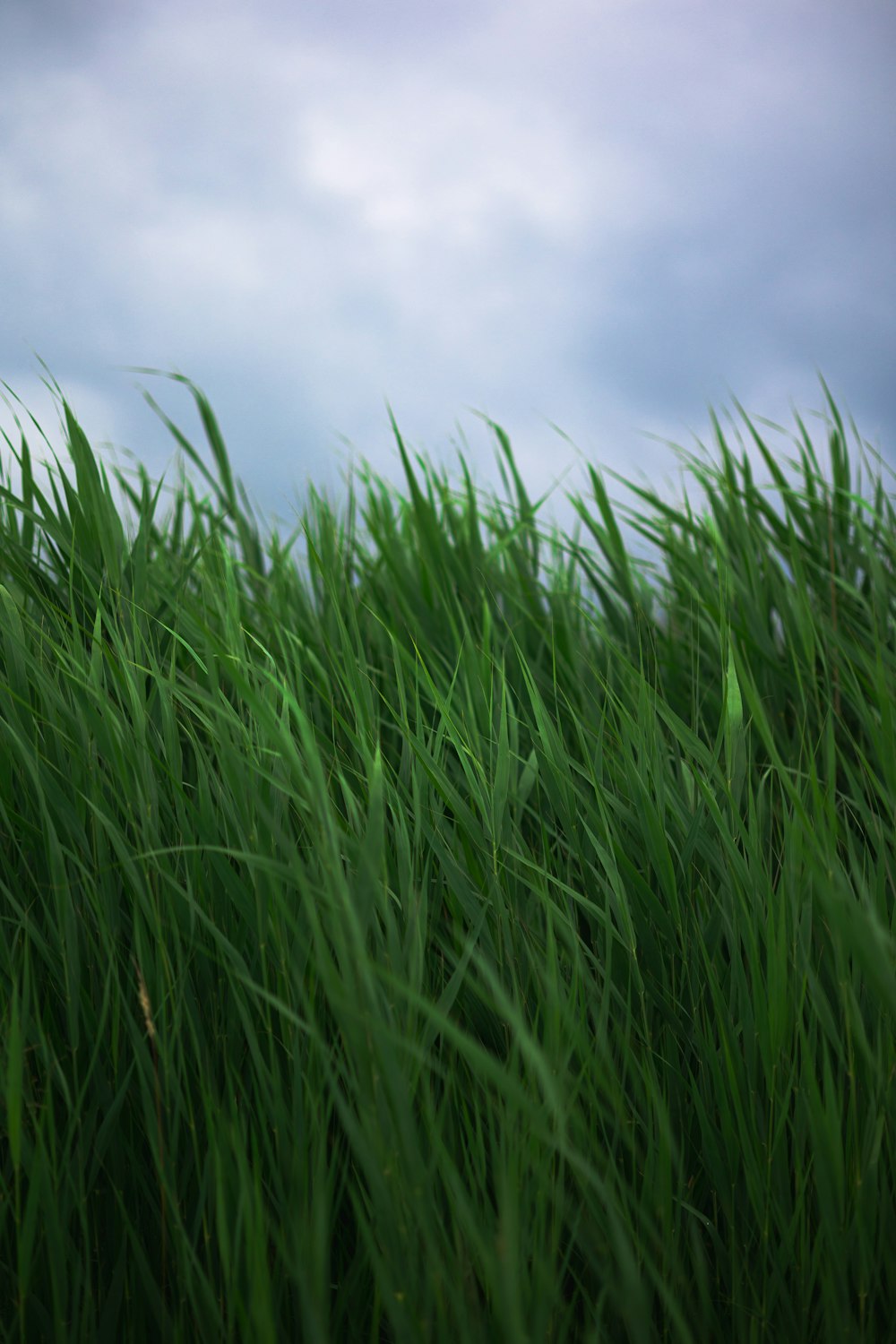 green grass field under white clouds during daytime