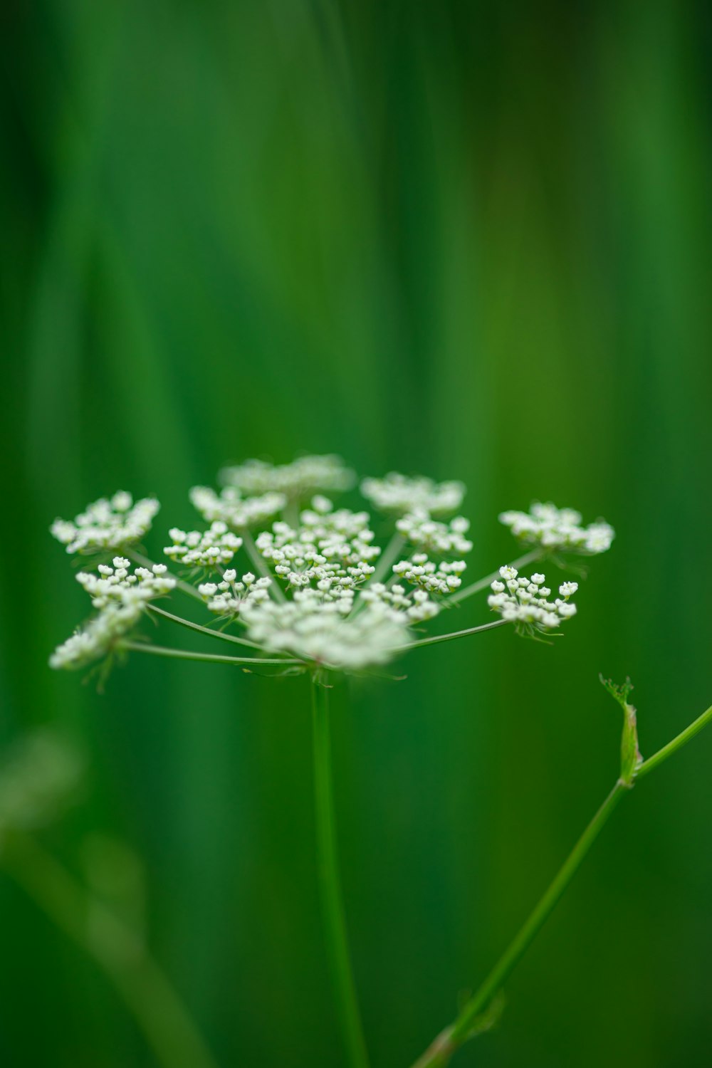 white flower in macro lens photography