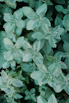 a close up of a plant with green leaves